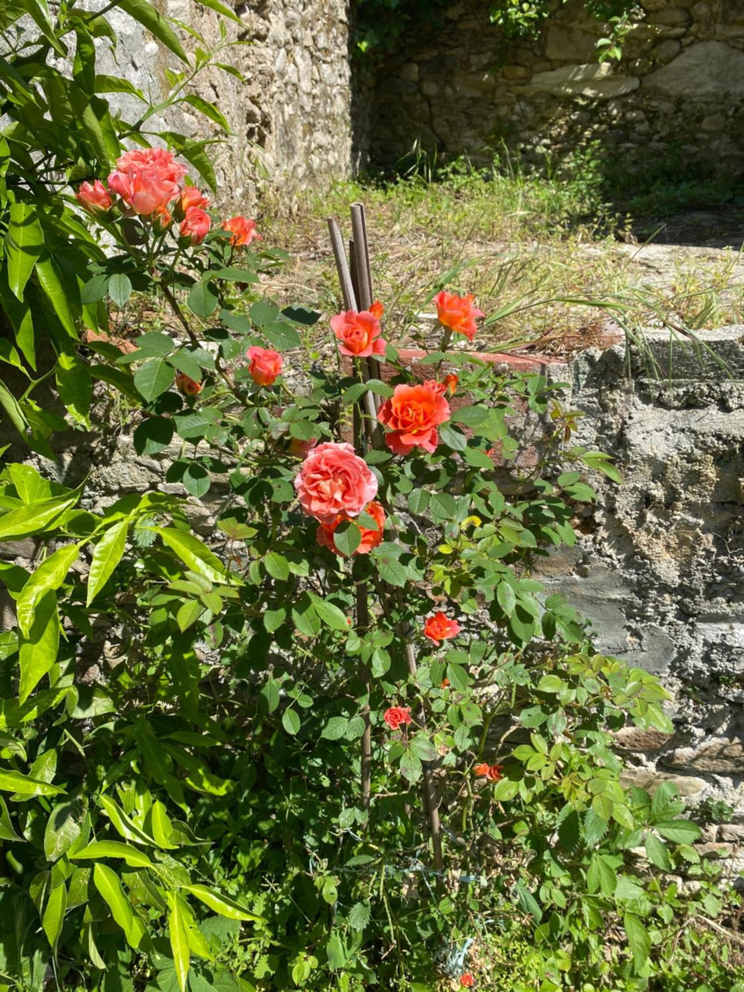 Dolce Vita In Tuscany Cottage Capannori Buitenkant foto